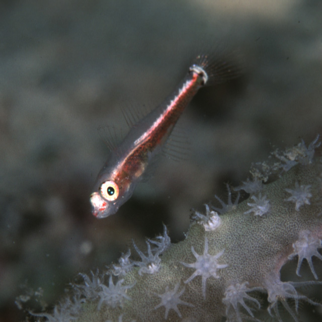 Minysicia caudomaculata